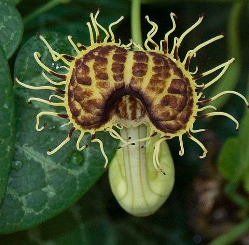 Aristolochia fimbriata White-Veined Dutchmans Pipe seeds