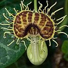 Aristolochia fimbriata  semillas