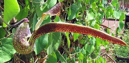 Aristolochia ringens Gaping Dutchmans Pipe seeds