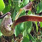 Aristolochia ringens Vogelschnabelblume Samen