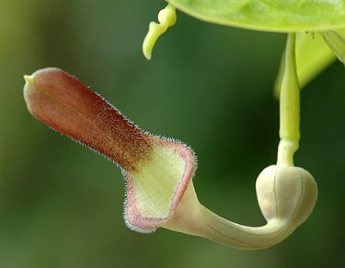 Aristolochia tagala Indian Birthwort - Oval leaf Dutchmans Pipe seeds