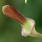 Aristolochia tagala ﻿Кирказон Индии cемян