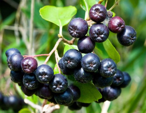 Aronia melanocarpa Black Chokeberry - vitamin bomb seeds