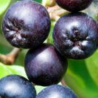 Aronia melanocarpa Aronie ? fruits noirs - bombe ? vitamines graines