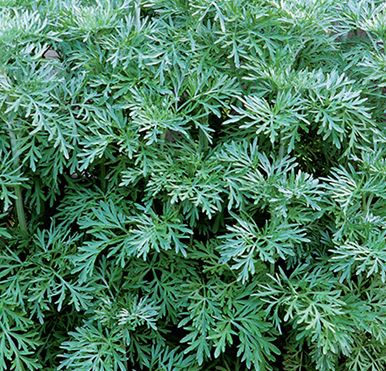 Artemisia absinthium Wormwood - Absinth seeds