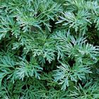 Artemisia absinthium  semi