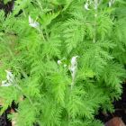 Artemisia afra Absinthe africaine - Lanyana graines