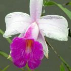 Arundina graminifolia Bambus-Orchidee Samen