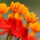 Asclepias curassavica  semi