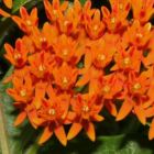 Asclepias tuberosa Knollige Seidenpflanze Samen