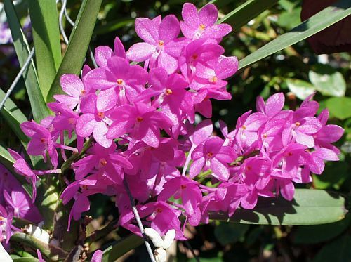 Ascocentrum mpullaceum orchids seeds