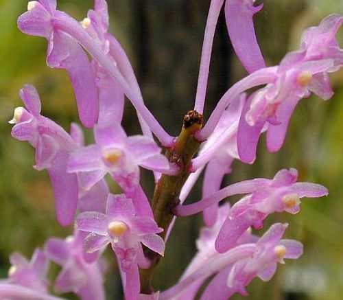 Ascocentrum rubescens orchids seeds