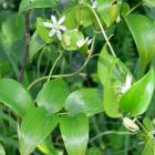 Asparagus asparagoides Smilax syn: Myrsiphyllum asparagoides Samen