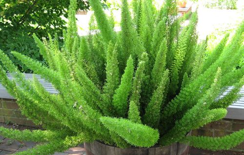 Asparagus densiflorus Mazeppa Asparagus Foxtail Fern seeds