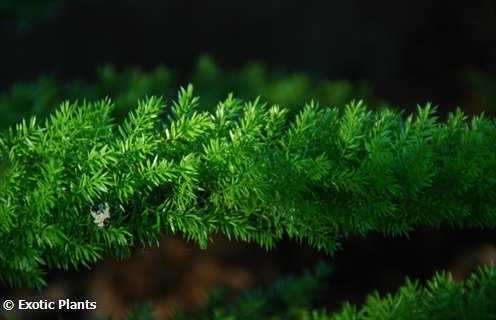 Asparagus densiflorus Meyersii foxtail fern seeds