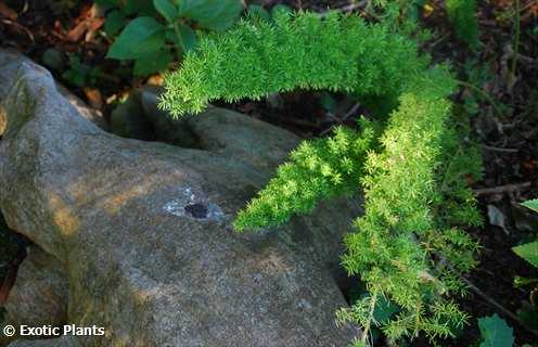 Asparagus densiflorus Meyersii foxtail fern seeds