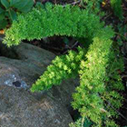 Asparagus densiflorus Meyersii Zierspargel Samen