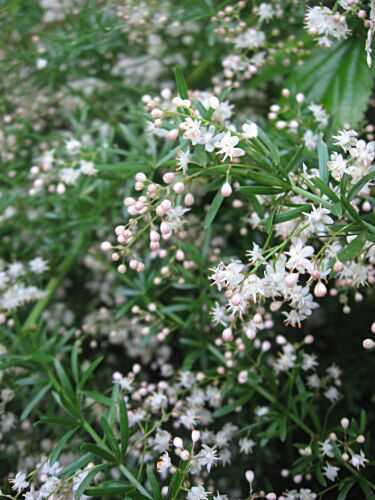 Asparagus Fern - Asparagus densiflorous 'sprengeri