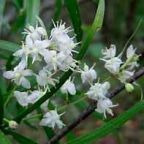 Asparagus falcatus