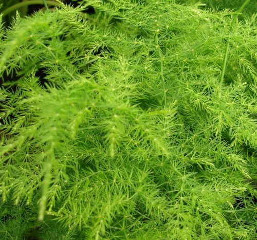 Asparagus plumosus Lace fern - Climbing asparagus - Ferny asparagus seeds