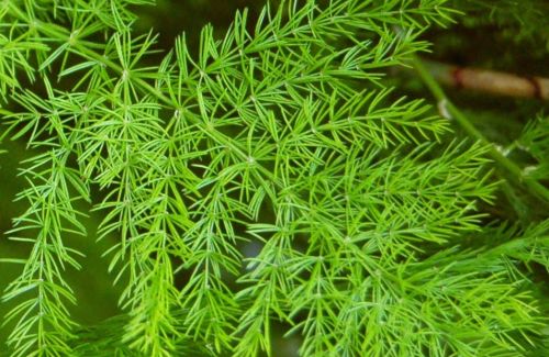 Asparagus racemosus Shatavari seeds