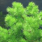Asparagus retrofractus  semillas