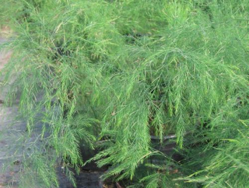 Asparagus virgatus Tree fern - Tiki fern - Broom Aspargus seeds