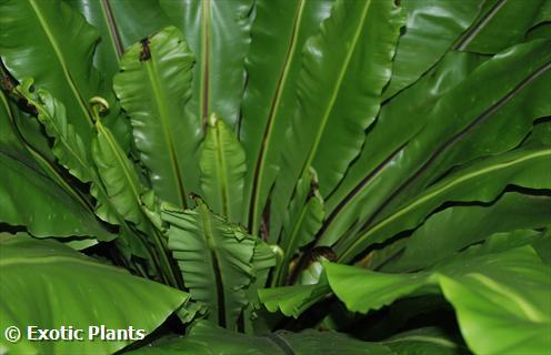 Asplenium nidus birds nest farn seeds