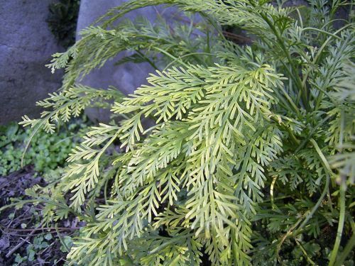 Asplenium prolongatum fern seeds