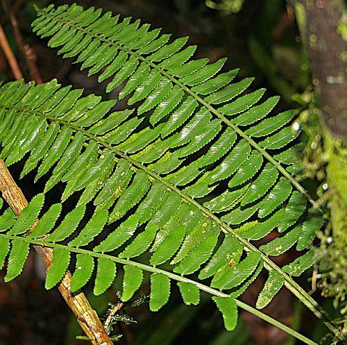 Asplenium tenerum fern seeds