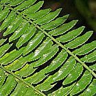 Asplenium tenerum felce semi