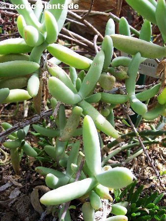 Astridia longifolia Mesembryanthemum longifolium seeds