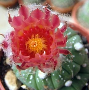 Astrophytum asterias v. rote Bluete Cactus seeds