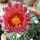 Astrophytum asterias v. rote Bluete