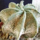 Astrophytum capricorne v. form stachellos Kaktus Samen