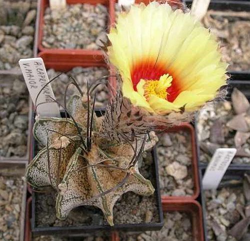 Astrophytum capricorne v. major Goats horn cactus seeds