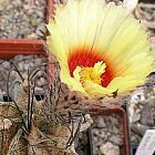 Astrophytum capricorne v. major Ziegenhorn Kaktus Samen