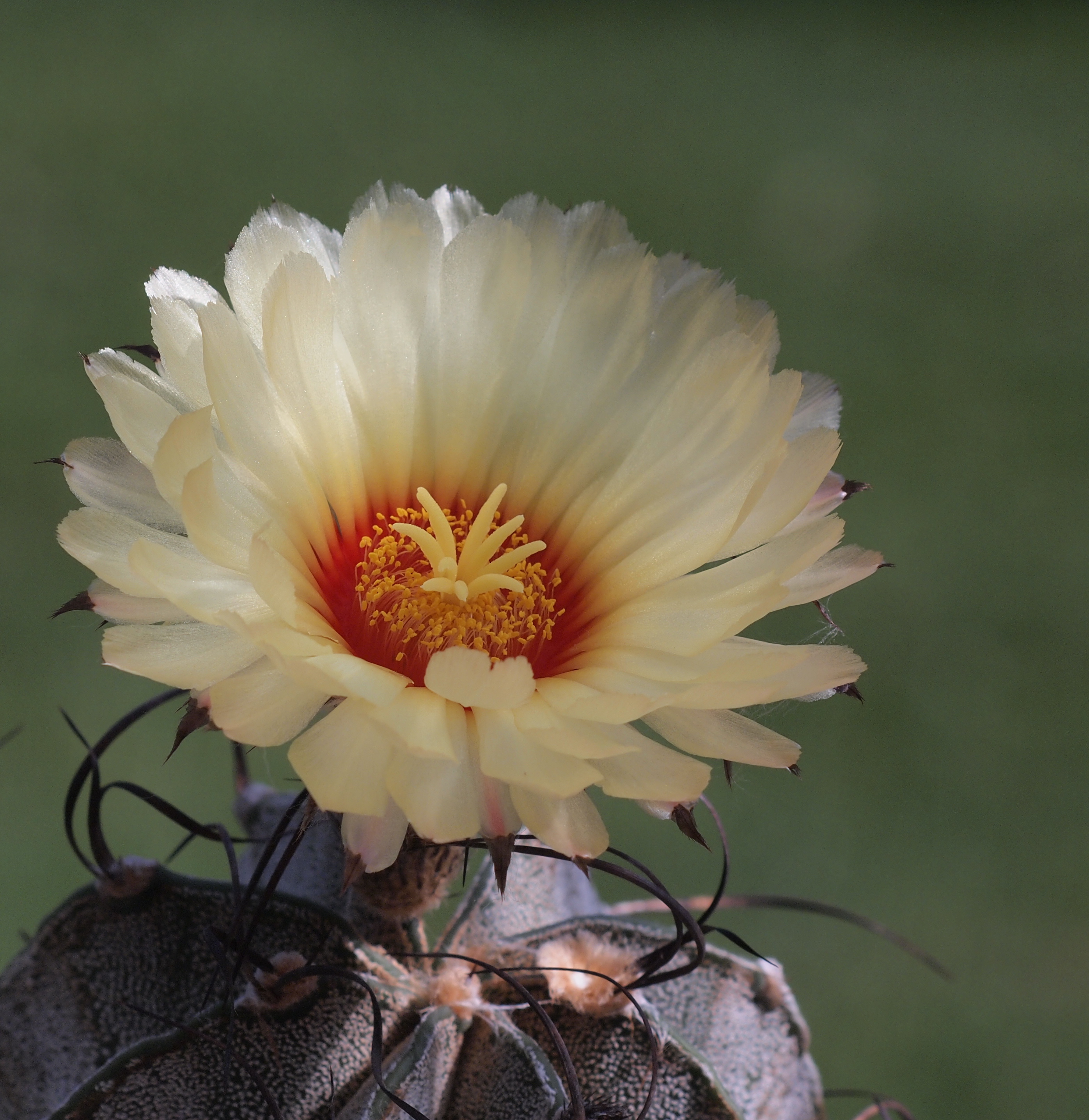 Astrophytum capricorne v. minor Cacti semillas