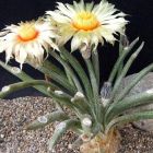 Astrophytum caput-medusae syn: Digitostigma caput-medusae graines