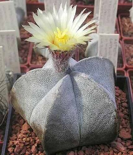 Astrophytum coahuilense cactus seeds