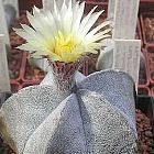 Astrophytum coahuilense Cacti semillas