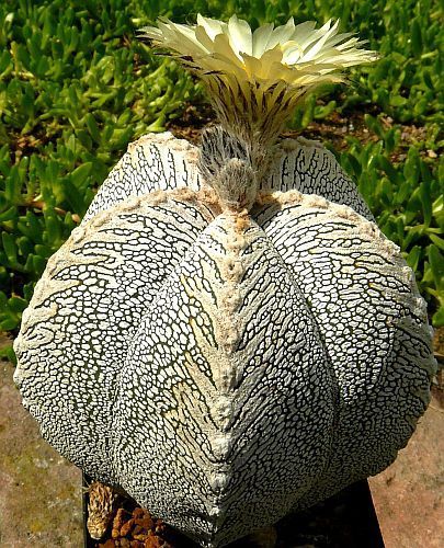 Astrophytum myriostigma cv. ONZUKA cactus seeds