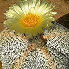 Astrophytum myriostigma cv. ONZUKA Cacti semillas