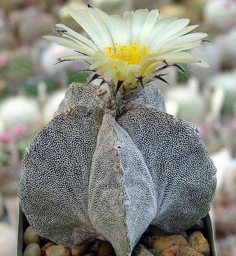 Astrophytum myriostigma v. potosinum cactus seeds