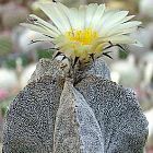 Astrophytum myriostigma v. potosinum Cacti semi