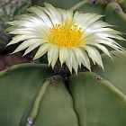 Astrophytum niveum v. nudum  cемян