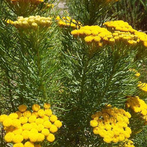 Athanasia crithmifolia Feathery coulter bush seeds