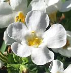 Aubrieta Caucasica Snowcap Aubrieta Caucasica Snowcap Samen