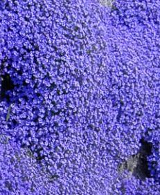 Aubrieta deltoidea Royal Blue Blue False Rockcress seeds