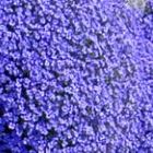 Aubrieta deltoidea Royal Blue Blaubl?hende Aubrieta Samen